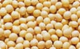 soybean