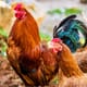 Chicken Feed Pellet Line